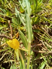 Oenothera indecora