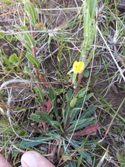 Oenothera indecora