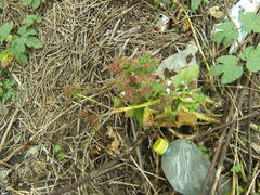 Hylotelephium spectabile