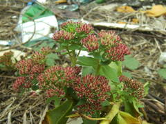 Hylotelephium spectabile