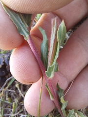 Oenothera indecora