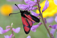 Zygaena cambysea