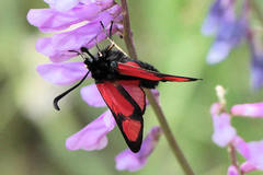 Zygaena cambysea