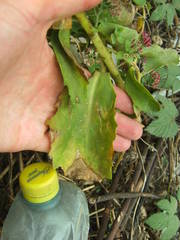 Hylotelephium spectabile