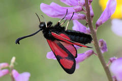 Zygaena cambysea