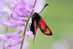 Zygaena cambysea