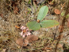 Pterandra pyroidea