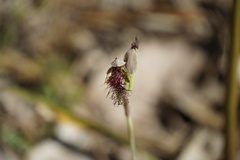 Calochilus uliginosus