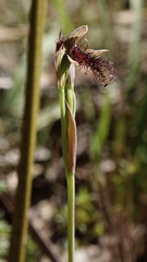Calochilus uliginosus