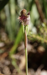 Calochilus uliginosus