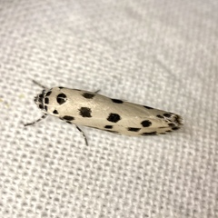 Ethmia sphaerosticha