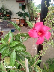Mandevilla splendens