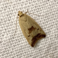 Ageletha elaeodes