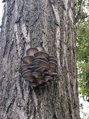 Pleurotus ostreatus