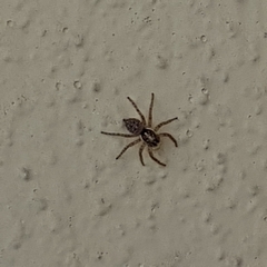 Menemerus semilimbatus