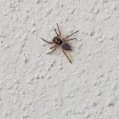 Menemerus semilimbatus