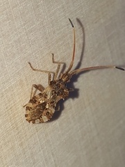 Centrocoris spiniger