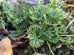 Diphasiastrum digitatum