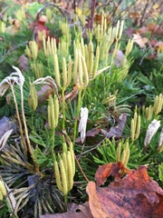 Diphasiastrum digitatum