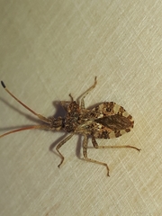 Centrocoris spiniger