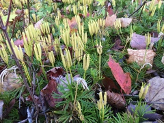 Diphasiastrum digitatum