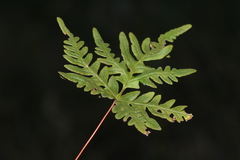 Aleuritopteris argentea