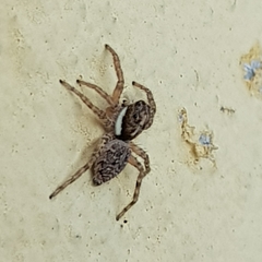 Menemerus semilimbatus