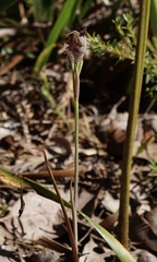 Calochilus uliginosus