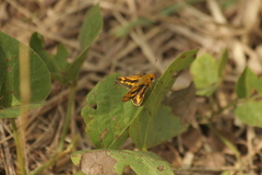 Potanthus pseudomaesa