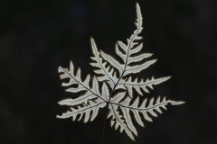 Aleuritopteris argentea