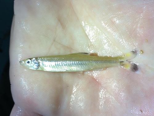 Slanke bekzalm (Monostichodus elongatus) — Distichodontidae — 3