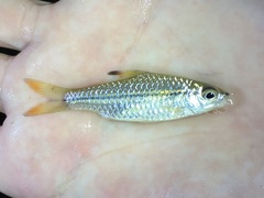 Enteromius holotaenia