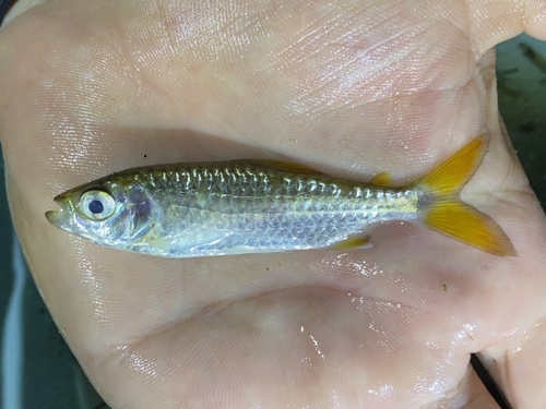 Striptail robber (Brycinus taeniurus) — Alestidae — 3