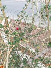 Cantua