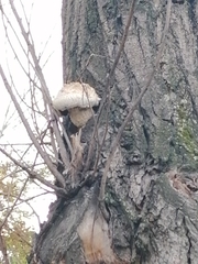 Hemipholiota populnea
