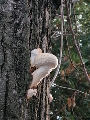 Hemipholiota populnea