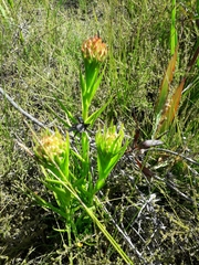 Ceratandra grandiflora