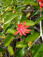 Passiflora tholozanii