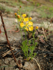 Camarea ericoides