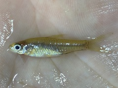 Enteromius trispilomimus