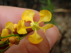 Camarea ericoides