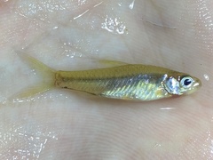 Enteromius trispilomimus