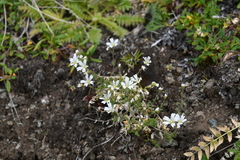 Cerastium beeringianum