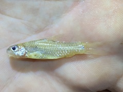 Enteromius trispilomimus