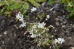 Cerastium beeringianum