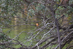 Corythornis vintsioides