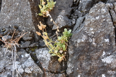 Cerastium beeringianum