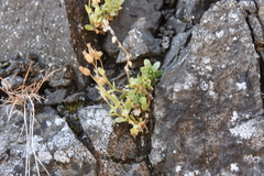 Cerastium beeringianum