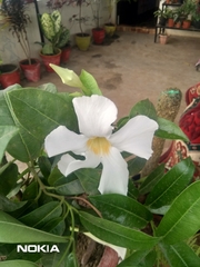 Mandevilla laxa