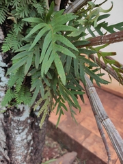 Pleopeltis pleopeltifolia